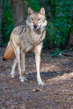 Au coeur des Carpates : Le royaume du loup (2022) Au coeur des Carpates : Le royaume du loup (2022)