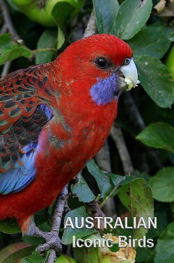 Australian Iconic Birds (2021)