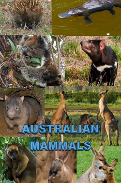 Australian Mammals (2021)