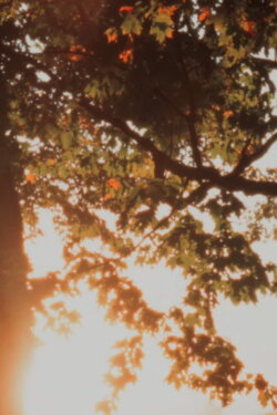 Autumn Sunrise (2022)