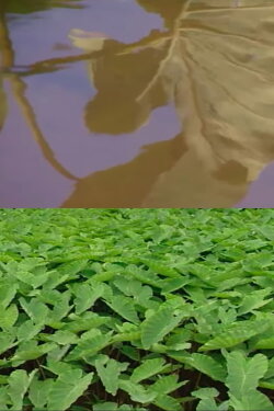 Back to the Roots (1994) Back to the Roots (1994)