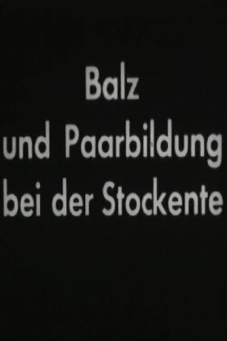 Balz und Paarbildung bei der Stockente (1952) Balz und Paarbildung bei der Stockente (1952)