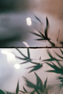 Bamboo in the Water (2022)