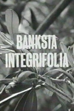 Banksia Integrifolia (1963) Banksia Integrifolia (1963)
