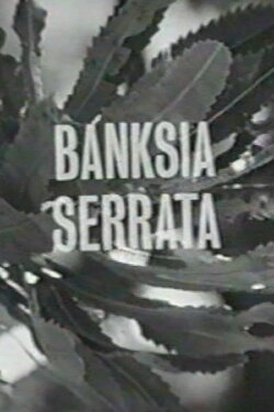Banksia Serrata (1963) Banksia Serrata (1963)