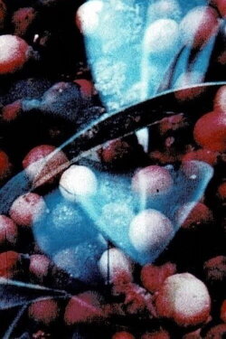 Bark-Rind (1977)
