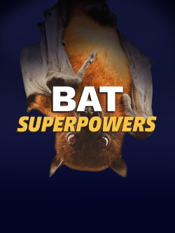 Bat Superpowers (2021)