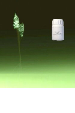 BBR1 (No.1 of Blossom Bud Restrainer) (2016) BBR1 (No.1 of Blossom Bud Restrainer) (2016)