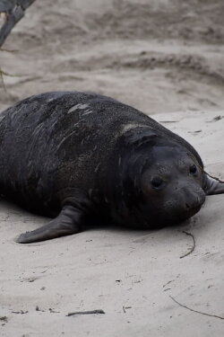 Beach Lumps Forever (2023) Beach Lumps Forever (2023)