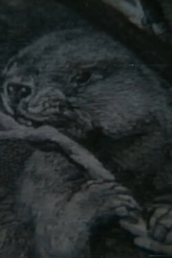 Beaver Report (1979) Beaver Report (1979)