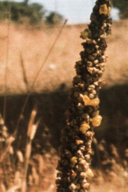 Bees in the Hills (2024)