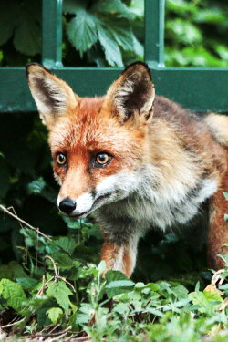 Berlin ganz wild (2021) Berlin ganz wild (2021)