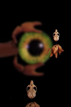 Bestiary Unknown (2023)