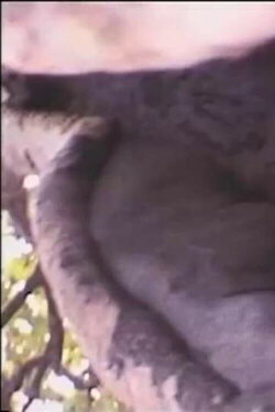 Béton armé contre dame nature (1999)