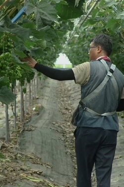 Between the Vineyard (2024) Between the Vineyard (2024)