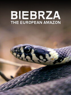 Biebrza: The European Amazon (2016) Biebrza: The European Amazon (2016)