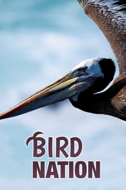 Bird Nation (2018) Bird Nation (2018)