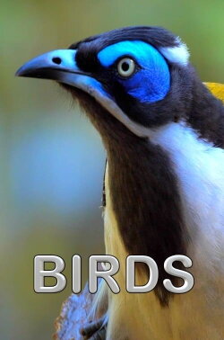 Birds (2021) Birds (2021)