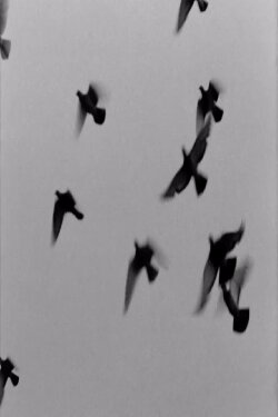 Birds (1963)