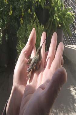 Birds in the Window (2020) Birds in the Window (2020)