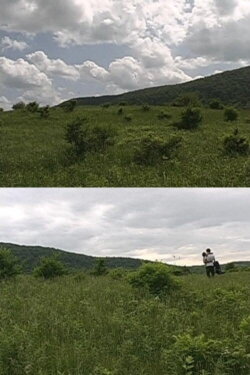 Birds of North America (2004) Birds of North America (2004)