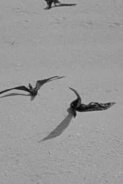 Birds of Prey (1992) Birds of Prey (1992)
