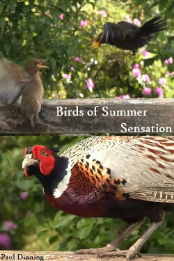 Birds of Summer Sensation (2023) Birds of Summer Sensation (2023)