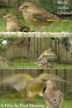 Birds on the Ground (2023) Birds on the Ground (2023)