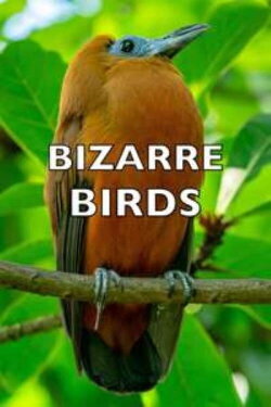 Bizarre Birds (2014)