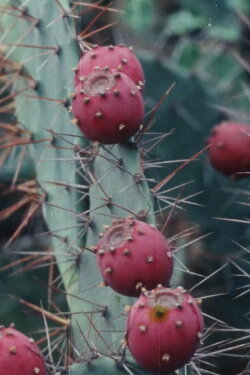 Black Cactus (1992)