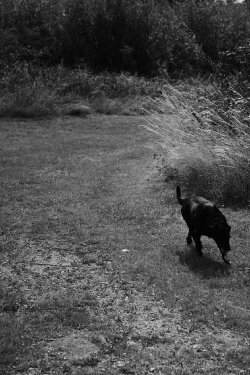 Black Dog (2020) Black Dog (2020)
