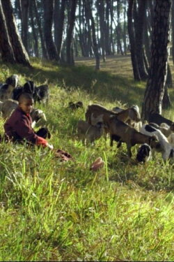 Black Goat (2019) Black Goat (2019)