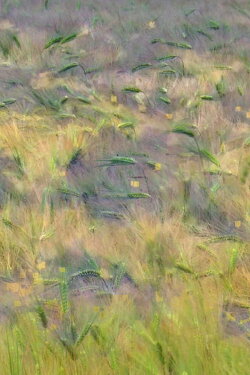 Blés, Agenvillers (2016) Blés, Agenvillers (2016)