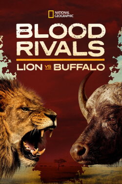 Blood Rivals: Lion vs Buffalo (2014) Blood Rivals: Lion vs Buffalo (2014)