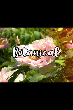 Bloom Skateboards Presents Botanical (2021) Bloom Skateboards Presents Botanical (2021)