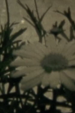 Blumenhysterie (1989)