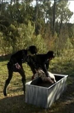 Body Double 16 (2003) Body Double 16 (2003)