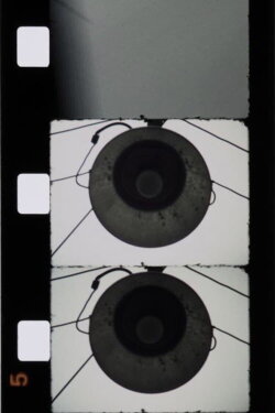 Bologna Turrita (1985) Bologna Turrita (1985)