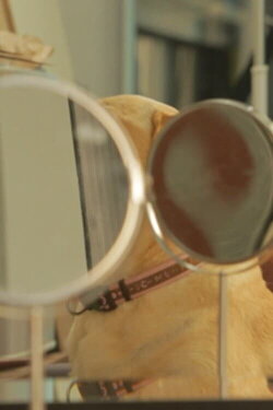 Bone (2015) Bone (2015)