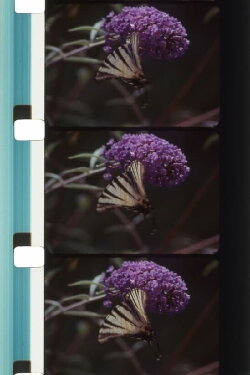 Bouquets 31-40 (2022) Bouquets 31-40 (2022)