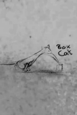 Box Cat (2023)