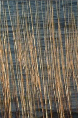 Bulrushes (2003)