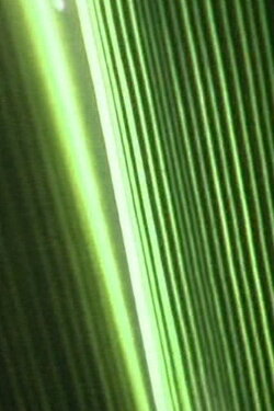 Bump Past Cut Up Through Windows (2004) Bump Past Cut Up Through Windows (2004)