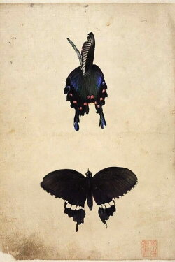 Butterfly (2021) Butterfly (2021)