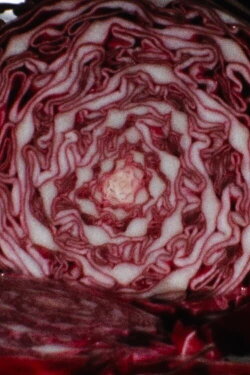 Cabbage (1972)