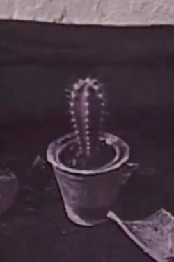 Cactus (1996) Cactus (1996)