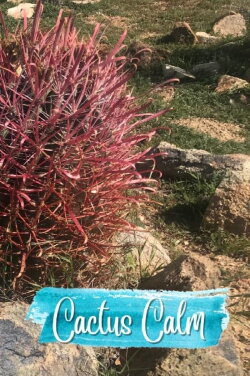 Cactus Calm (2023)