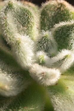 Cactus Touch (2023)