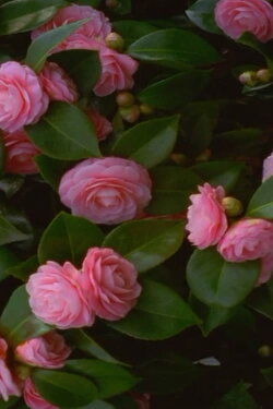 Camellia Portraits 1-5 (2016)