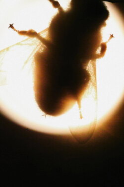 Camera Insectorum - Apis Mellifera (2020) Camera Insectorum - Apis Mellifera (2020)